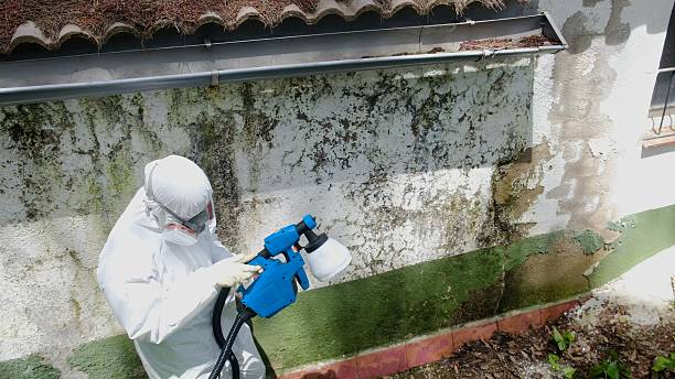 Top rated local Bathroom Mold Removal specialists in Dania, FL